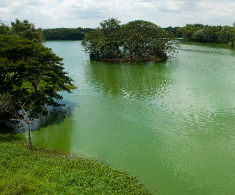 This pristine lake is an ideal spot to explore the different species of birds as it exhibits almost 147 species of birds. This mesmerising lake is surrounded with a Butterfly Park and Regional Museum of national history.